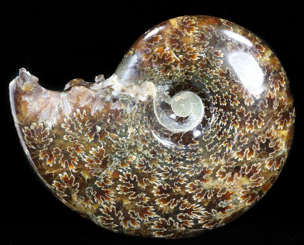 Cleoniceras Ammonite Fossil - Madagascar #40913